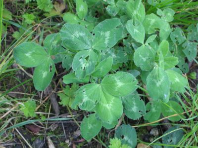 giant white clover 1